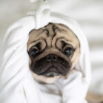 Pug wrapped in blanket